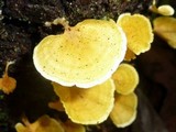 Cotylidia aurantiaca image