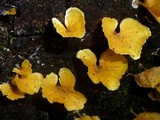 Cotylidia aurantiaca image
