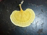 Cotylidia aurantiaca image