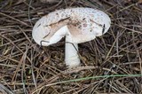 Amanita peckiana image