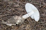 Amanita peckiana image