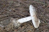 Amanita peckiana image