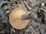 Lactarius corrugis image