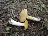 Entoloma bicolor image