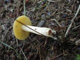 Entoloma bicolor image