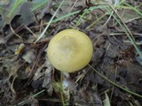 Entoloma bicolor image