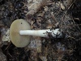 Entoloma bicolor image