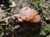 Exidia nucleata image