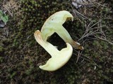 Suillus neoalbidipes image