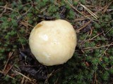 Suillus neoalbidipes image