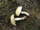 Suillus neoalbidipes image