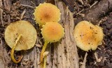 Pholiota subsulphurea image