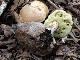 Boletus pallidus image