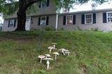 Amanita rubescens var. rubescens image