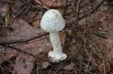 Amanita aestivalis image