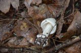 Amanita aestivalis image