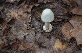 Amanita aestivalis image