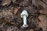 Amanita aestivalis image