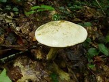 Tylopilus rhoadsiae image