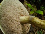 Tylopilus rhoadsiae image
