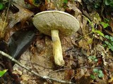 Tylopilus rhoadsiae image