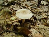 Amanita sect. Vaginatae image