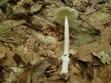 Amanita sect. Vaginatae image