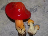 Hygrocybe aurantiosplendens image