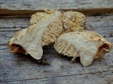 Arcangeliella crassa image