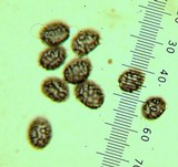 Arcangeliella crassa image