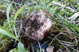Amanita rubescens var. rubescens image