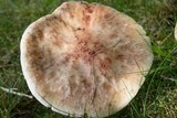 Amanita rubescens var. rubescens image