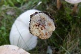 Amanita rubescens var. rubescens image