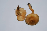 Tricholoma aurantio-olivaceum image