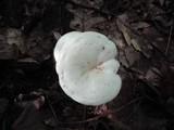 Clitocybe candida image