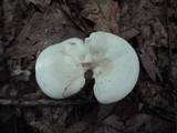 Clitocybe candida image