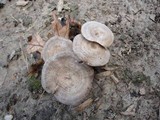 Rhodocybe popinalis image