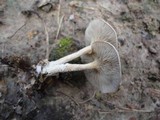 Rhodocybe popinalis image