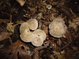 Rhodocybe popinalis image
