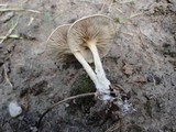 Rhodocybe popinalis image