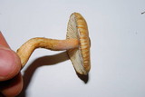 Tricholoma aurantio-olivaceum image