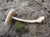 Volvariella pusilla image