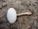 Volvariella pusilla image