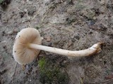 Volvariella pusilla image