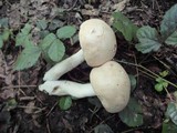 Boletus pallidus image