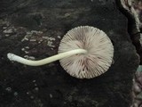 Pluteus longistriatus image