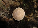 Pluteus longistriatus image