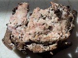Ceriporia purpurea image
