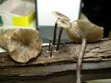 Arrhenia epichysium image
