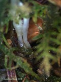 Eocronartium muscicola image